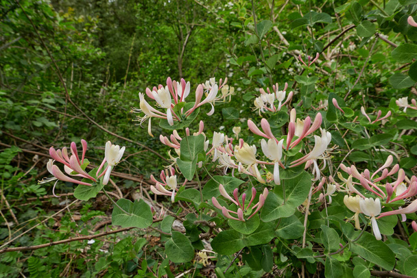 Arbusto Lonicera caprifolium em flor - Foto, Imagem