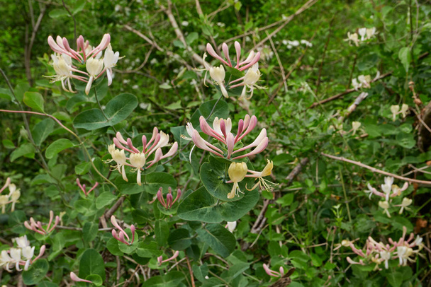 Lonicera caprifolium arbusto en flor - Foto, imagen