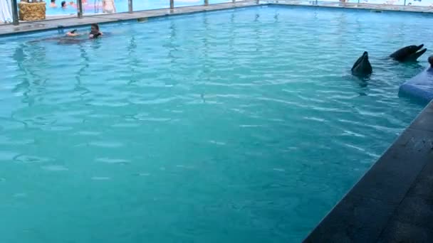 Woman caucasian swimming with dolphins in the pool. Dolphin therapy. Girl holding fins of dolphin. Dolphinarium. Leisure, relaxation entertainment, positive impressions, recreation. Marine sea mammals - Filmati, video