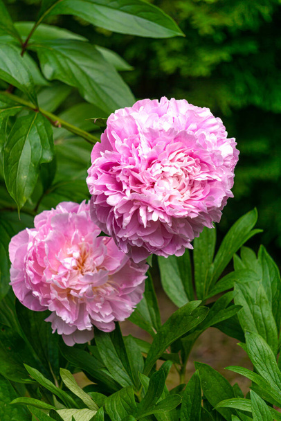 Beautiful double pink peony flowers in the garden - Zdjęcie, obraz