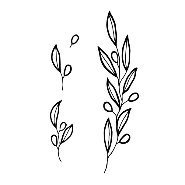 Olive branch. Vector design elements in rustic style. Illustration for greeting card, packaging. - Vetor, Imagem