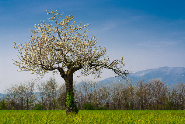Вишневое дерево
 - Фото, изображение