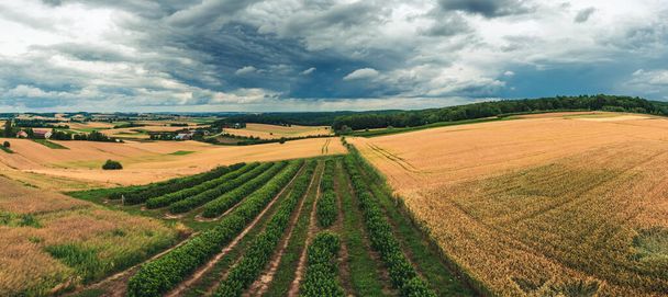 A beautiful panorama of the West Roztocze. Undulating hills, fields and forests. A farm among the fields. Roztocze is known as Poland's Tuscany. Hosznia Ordynacka, Poland - Valokuva, kuva