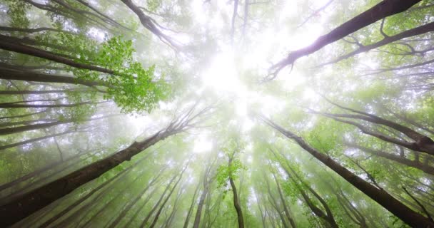 Прекрасний ліс і ранкове сонце через гілки і листя дерев, низький кут зору в 4K відео
 - Кадри, відео