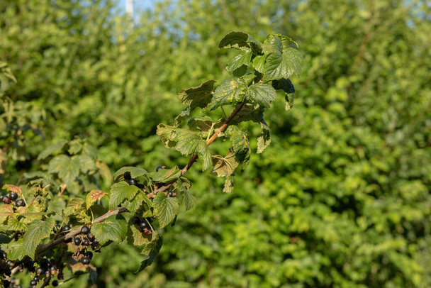Ripe blackcurrant berries grow on a branch. High quality photo - Φωτογραφία, εικόνα