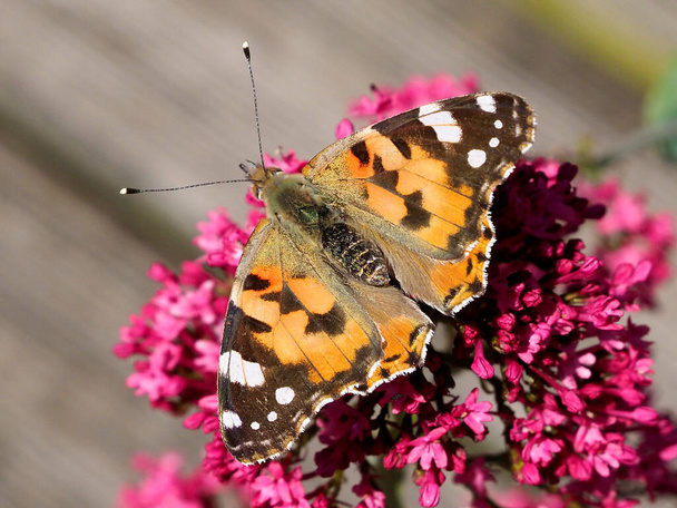 Closeup of painted lady butterfly (Cynthia cardui ou Vanessa cardui) feeding on valerian flower (Centranthus ruber) - Photo, Image
