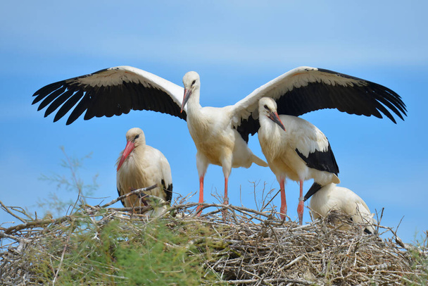 White storks (Ciconia ciconia) on their nest on blue sky background, in the Camargue is a natural region located south of Arles, France, between the Mediterranean Sea and the two arms of the Rhne delta - Photo, Image