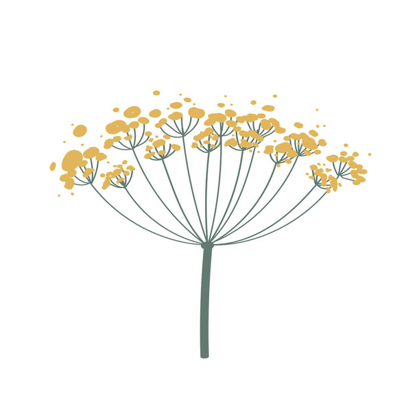 Fennel or dill flower isolated on white. Hand drawn vector illustration. Fragrant seasoning for dishes, medicine plant. Icon for stickers for product packaging.  - Vector, Imagen