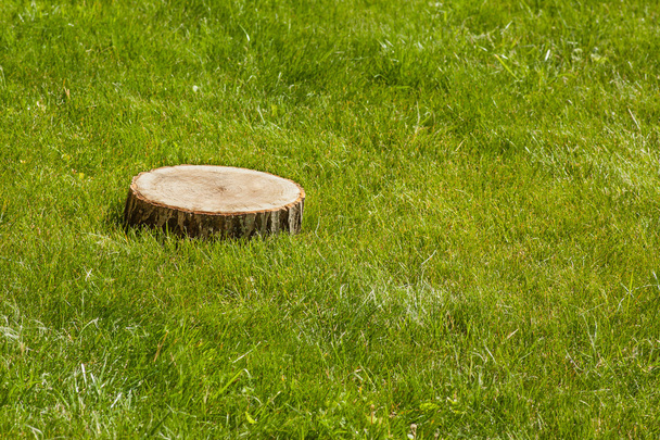 tree stump on the grass - Foto, Bild