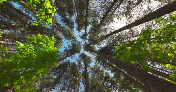Лес и утреннее солнце сквозь ветки и листья деревьев, низкий угол обзора в 4К-видео - Кадры, видео