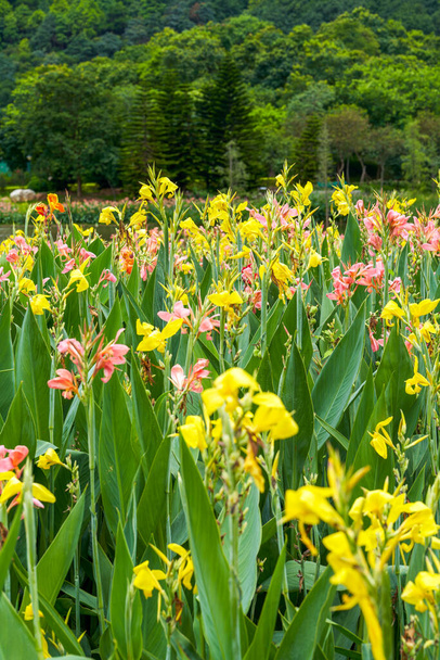 Beautiful view of canna flowers growing by the lake in the park - Foto, imagen