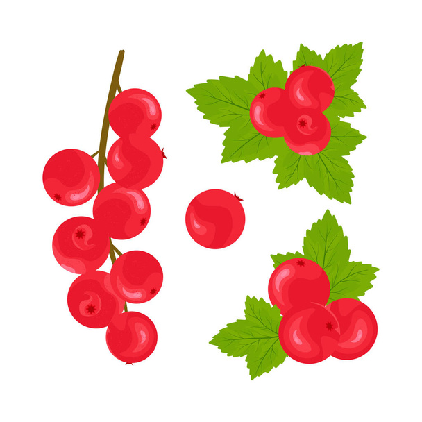 Red currant berries. Set on a white background. Vector illustration  - Vecteur, image