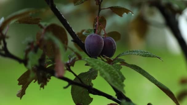 Branch with ripe organic plums in the garden in sunny day, plums on a tree branch in the orchard - Filmagem, Vídeo