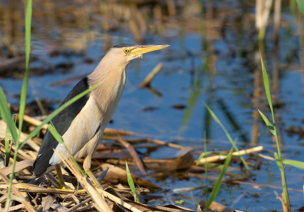 Little bittern, Ixobrychus minutus. A bird catches prey in the reeds on the river bank - Φωτογραφία, εικόνα