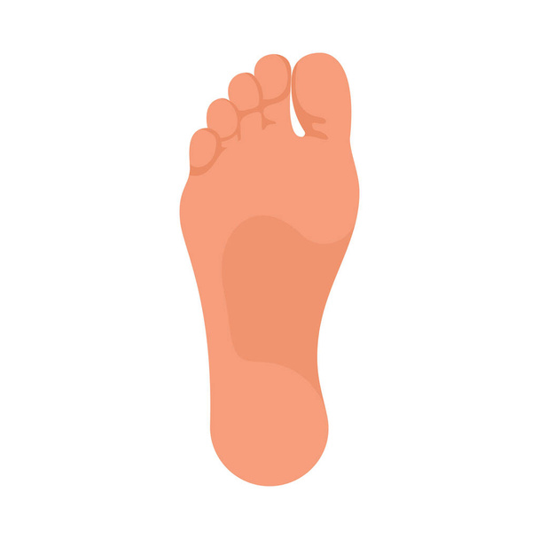 Soles of feet. The foot of the foot of a man or woman. Template for podiatry. The lower part of the human body. Bare foot. Vector illustration flat design. Isolated on white background. - Vector, imagen