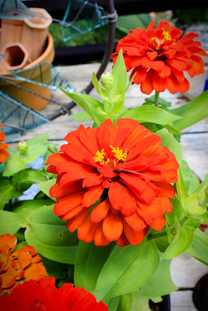 Fresh orange potted flowers - Foto, Bild
