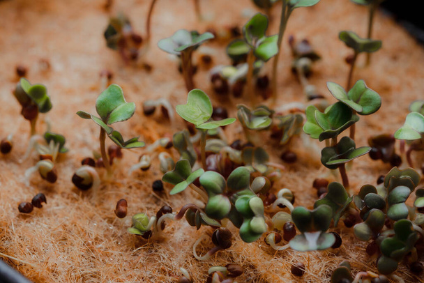 close-up photography of growing small and tiny plant sprouts  - Valokuva, kuva