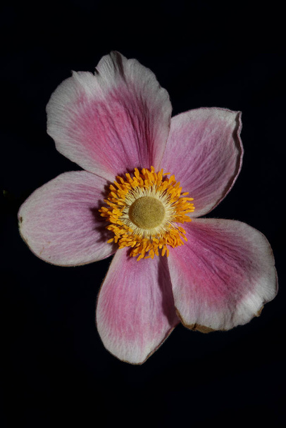 Pink flower blossom close up botanical background anemone tomentosa family ranunculaceae high quality big size prints - Foto, Imagen