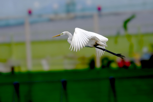 ara ak balıkçıl kuş - Fotoğraf, Görsel