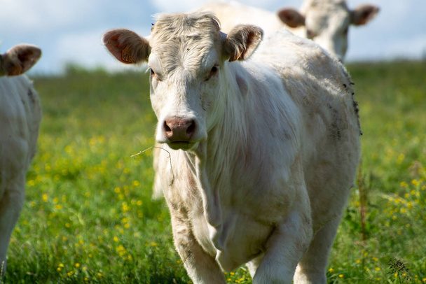 Zöld füves legelőn, tejen, sajton és hústermelésen nyugvó tehénállomány Normandiában (Franciaország) - Fotó, kép
