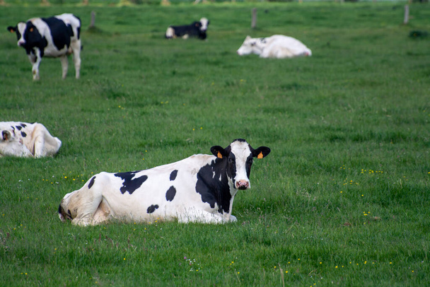 フランスのノルマンディーにある緑の牧草地、牛乳、チーズ、肉の生産に休んでいる牛の群れ - 写真・画像