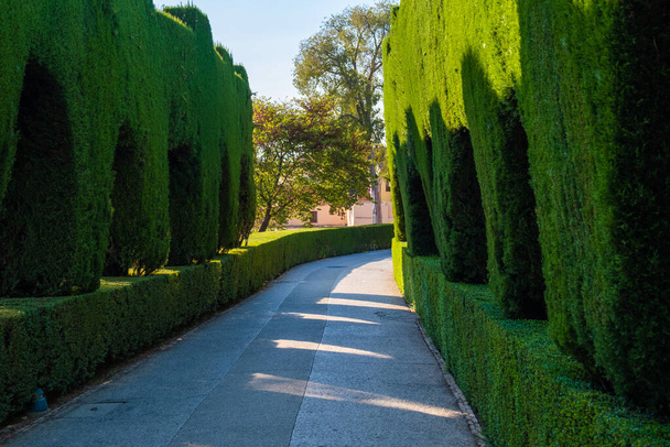Path between green plant gardens in Alhambra. - Photo, Image