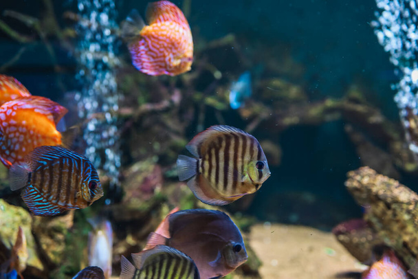 Colorful fish from the spieces Symphysodon discus in aquarium. Closeup of adult fish - Photo, Image