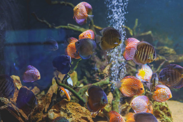 Барвисті риби зі шпильок Symphysodon discus в акваріумі. Крупним планом доросла риба
 - Фото, зображення