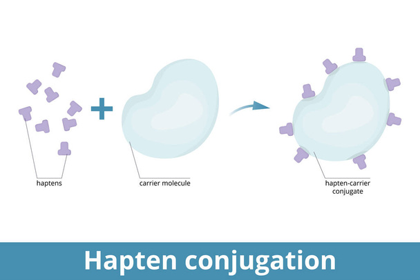 Hapten conjugation. Haptens are small molecules that elicit an immune response when attached to a large carrier (protein). Formation of immunogenic carrier proteins. - Διάνυσμα, εικόνα