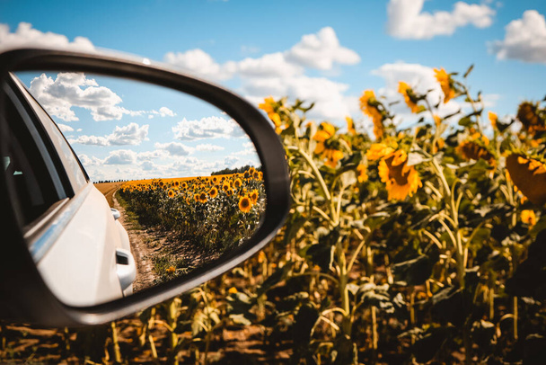 Rear view in the mirror of a white car driving on a rural road among sunflower fields, rural landscape view - Valokuva, kuva
