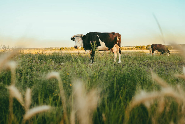 Black and white dairy cow grazing in a field - Zdjęcie, obraz