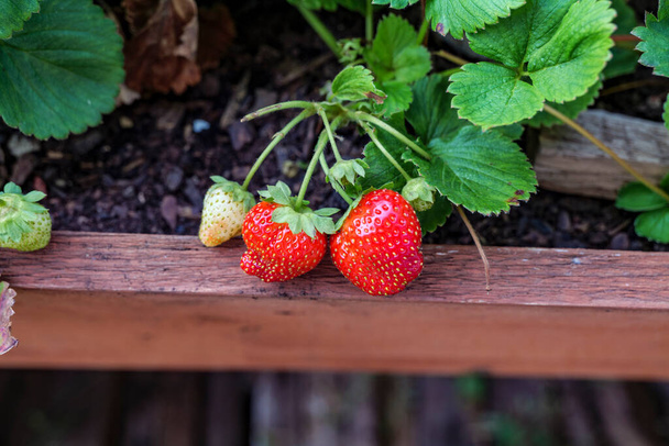 Macro of strawberries grown in the vegetable garden. backyard organic berries. High quality photo - Foto, immagini
