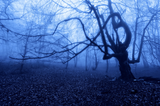 Horrorbaum in der Nacht - Foto, Bild