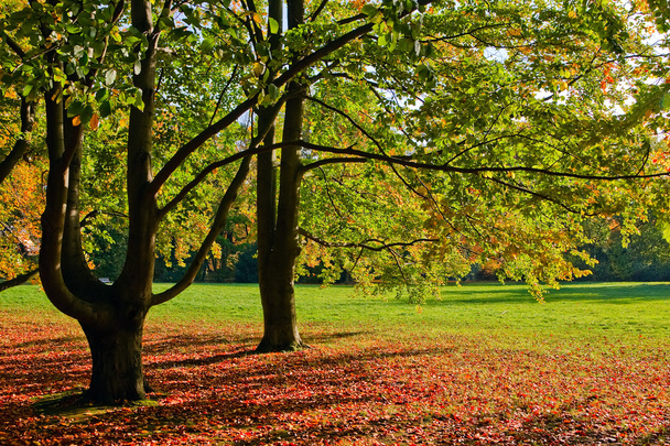 Autumn - Fotoğraf, Görsel