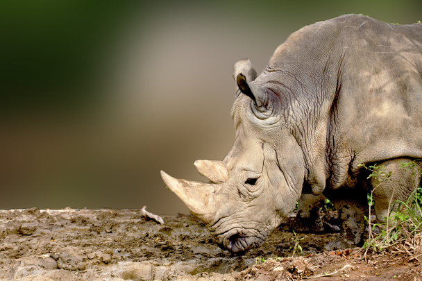 Rhinocéros blanc
 - Photo, image