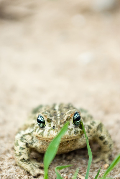 kurbağa - Fotoğraf, Görsel