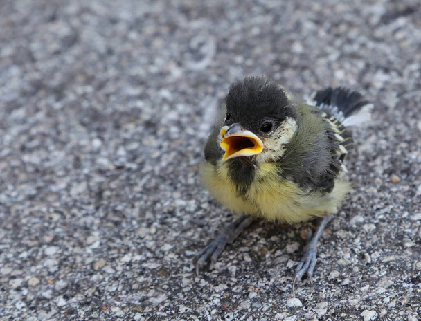 scared great tit bird chick with open beak peeping in fear - Photo, image