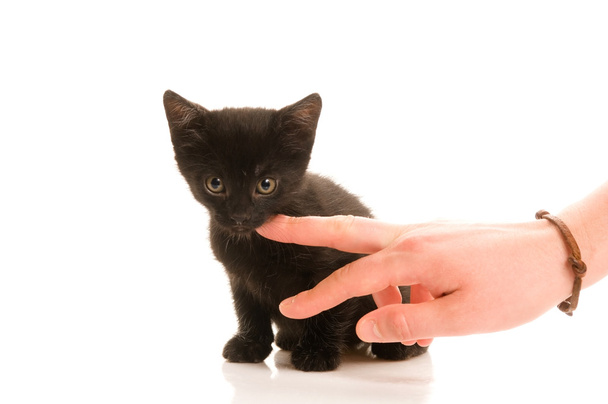 schattige jonge kat in vrouw s hand - Foto, afbeelding