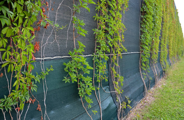 traffic noise limits on highways from roads. the noise barrier from the wall and the plants climbing over the green plastic net helps to block out the noise. residential area - Photo, image