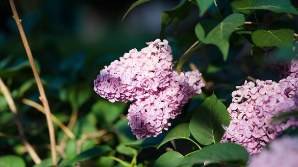 A closeup view of lilac flowers in the garden on a sunny day - 写真・画像