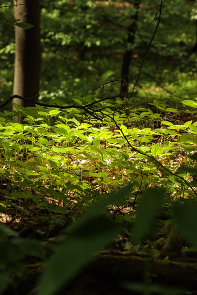 The green plants in the forest in Germany - Fotoğraf, Görsel
