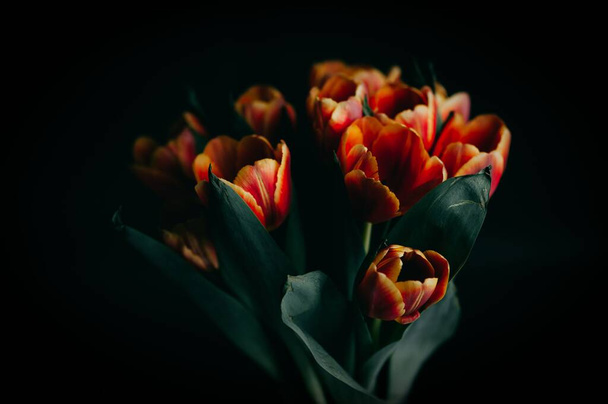 A bunch of red and yellow tulips isolated on the black background - Foto, Imagen