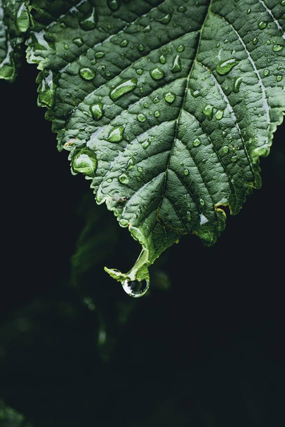 A green leaf with rain drop on it with blurry background - Foto, afbeelding