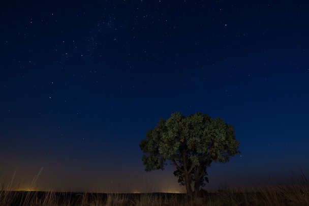 Hvězda stvol s osamělý strom hnědou trávou a měkké světlo Mléčné dráhy - Fotografie, Obrázek