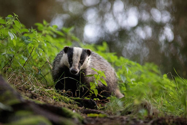 A cute portrait of a Badger in the woods with blurred background - Foto, afbeelding