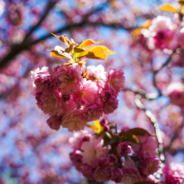 A closeup selective focus shot of pink cherry blossom flowers during springtime - great for natural backgrounds - Foto, Bild