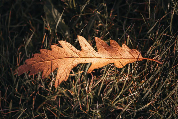 A closeup of a brown oak leaf on the grass. - Fotó, kép