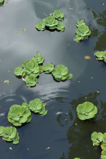 A top view of green floral plants on the top of the water - Foto, afbeelding