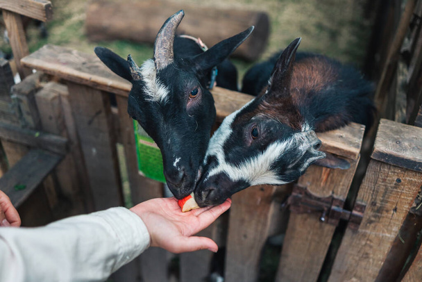 A woman at the zoo feeds goats. Help Animals - Zdjęcie, obraz