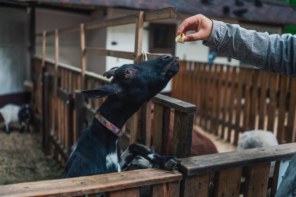 A man in a zoo feeds a goat from his hands. Help Animals - Foto, Imagen